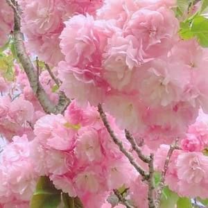 Meet your Posher, Martha velia